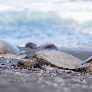 Turtles soaking up the sun on a deserted beach